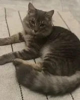 EMERGENCY: Cat lost in Codogno