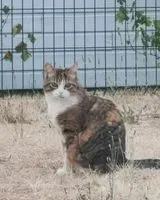 Cat found in Les Brouzils