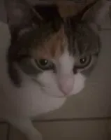 URGENCE : Chat perdu(e) à Saint-Yzan-de-Soudiac