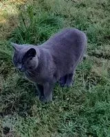 URGÊNCIA: Gato perdido(a) em Chavagnes-les-Redoux