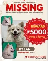 NOTFALL: Hund in Ludhiana verloren