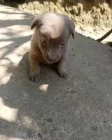Cane avvistato(a) a Lavezares