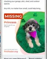 Dog lost in Los Angeles