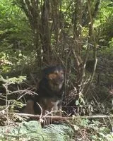 URGENZA: Cane trovato(a) a Le Bez