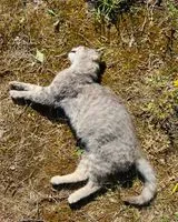 EMERGENCY: Cat found in Unknown location