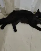 Cat found in Bengaluru