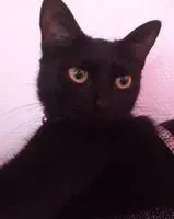 URGENCE : Chat perdu(e) à Gorges