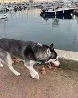NOTFALL: Hund in Carry-le-Rouet gesehen