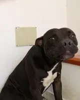 Cão perdido(a) em Arenella