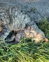 URGENZA: Gatto trovato(a) a Luçon