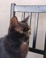 Cat lost in Saint-Lumine-de-Clisson