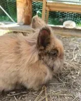 EMERGENCY: Rodent lost in Casteldarne