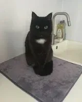Chat perdu(e) à Paris