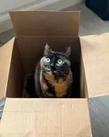Cat lost in Brest