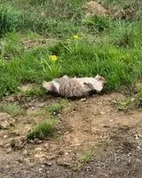 NOTFALL: Katze in L'Orbrie gefunden