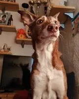 Cane smarrito(a) a Paracuellos