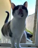 URGENCE : Chat perdu(e) à Tonnay-Charente