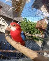 URGENCE : Oiseau perdu(e) à Saint-Eustache