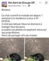 URGENCE : Chat trouvé(e) à Saint-Estève