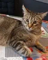 NOTFALL: Katze in Fos Sur Mer verloren