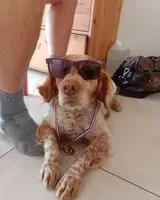 URGENCE : Chien perdu(e) à Riom