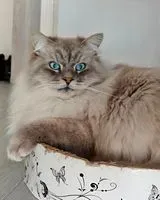 URGENCIA: Gato perdido(a) en Laveline-devant-Bruyères