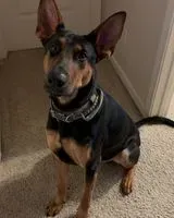 Dog lost in Lake Elsinore