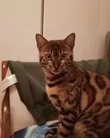 EMERGENCY: Cat lost in Rome