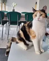 Gato perdido(a) em Mutzenhouse
