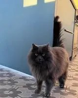 URGÊNCIA: Gato perdido(a) em Saint-Lumine-de-Clisson