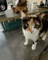 URGENCE : Chat perdu(e) à Cambes