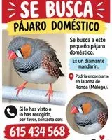 Vogel in Ronda verloren