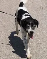 EMERGENCY: Dog lost in Samazan