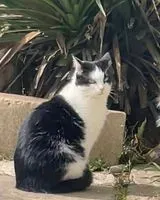 URGÊNCIA: Gato perdido(a) em Les Bordes