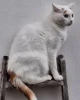 URGENCE : Chat perdu(e) à Saint-Étienne-de-Mer-Morte
