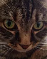Gato perdido(a) en Bellevaux