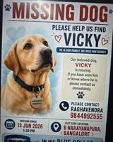 Dog lost in Bengaluru