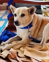 Dog lost in Bengaluru