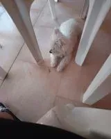 Dog lost in Vieste