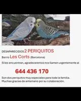 Vogel in Barcelona verloren