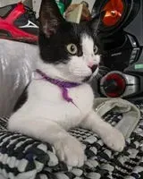 Gato visto(a) em Guadalajara