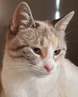 Chat perdu(e) à San Martino Al Tagliamento