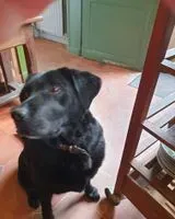 URGENCE : Chien perdu(e) à La Chapelle-Palluau