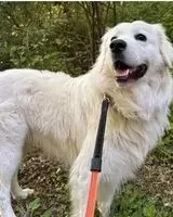 Cão