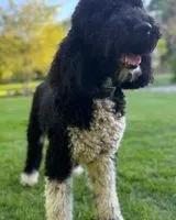 EMERGENCY: Dog lost in Laval