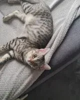 Cat lost in Machecoul-Saint-Même
