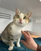 URGENCIA: Gato encontrado(a) en Guérande