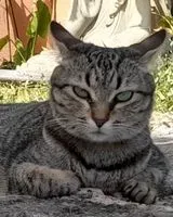 Katze in Sant Antoni De Portmany verloren