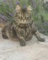 NOTFALL: Katze in Brienon-sur-Armançon verloren