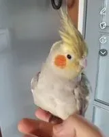 Bird lost in La Calahorra